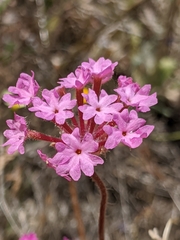 Abronia pogonantha