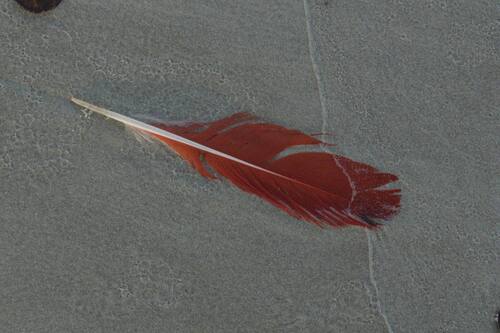 Plume de Ibis rouge