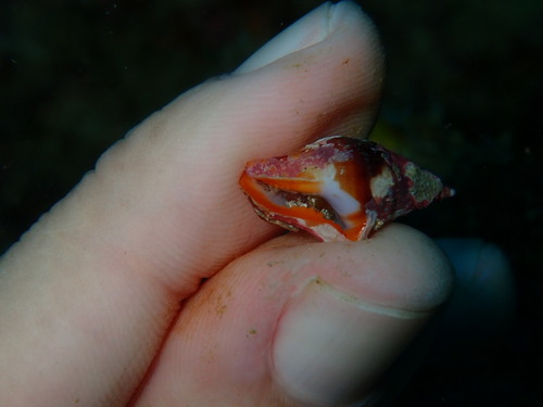 Columbella haemastoma observed 2026-07-08