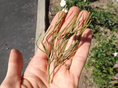 Psilotum nudum
