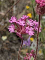 Abronia pogonantha