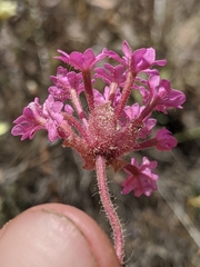 Abronia pogonantha