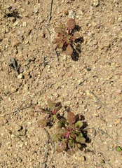 Chorizanthe fimbriata