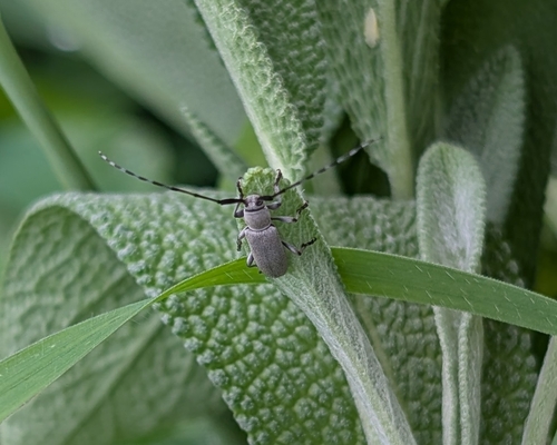 Dectes texanus