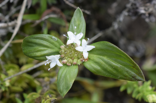 Spermacoce capitata image