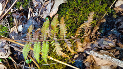 Dryopteris celsa