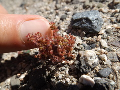 Crassula connata