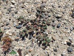 Euphorbia maculata