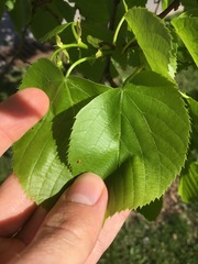 Tilia americana