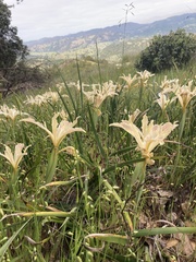 Iris purdyi