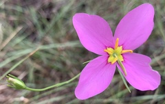 Sabatia grandiflora