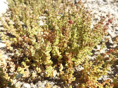 Crassula connata