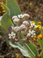 Asclepias vestita