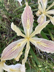Iris purdyi