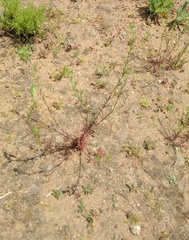 Eriastrum filifolium
