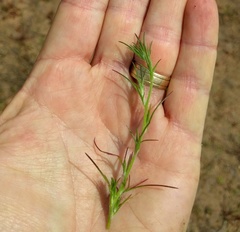 Eriastrum filifolium
