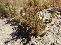 Crassula connata