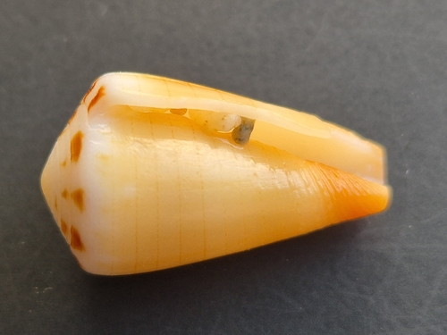 Conus planorbis observed 2026-07-09