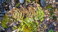 Dryopteris celsa