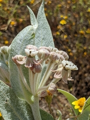 Asclepias vestita