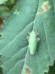 Draeculacephala minerva