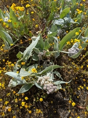 Asclepias vestita