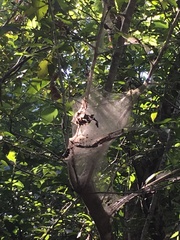 Malacosoma americana