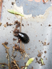 Pycnoscelus surinamensis