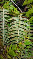 Dryopteris celsa