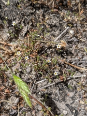 Leptosiphon pygmaeus