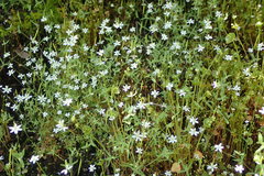 Meconella denticulata