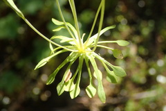 Meconella denticulata