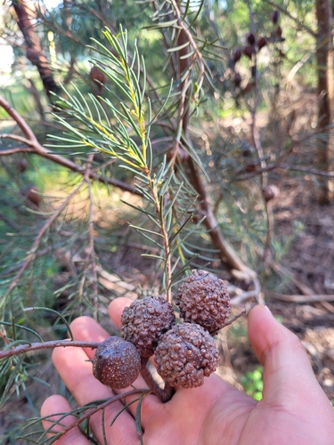 Hakea nodosa