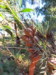 Hakea nodosa, photograph author not stated, no rights reserved