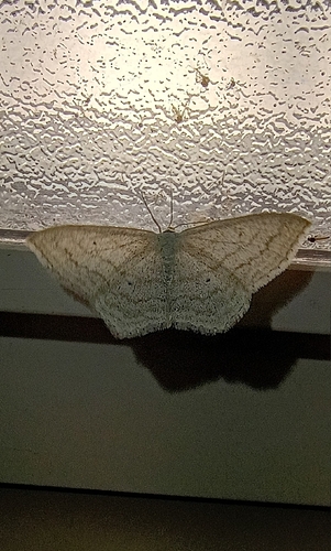 iNaturalist observation photo of Scopula