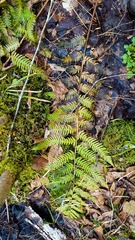 Dryopteris celsa