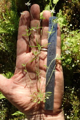 Meconella denticulata