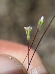 Leptosiphon pygmaeus