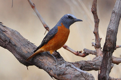 Short-toed Rock-Thrush - Photo (c) Ian White, some rights reserved (CC BY-ND)