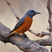 Short-toed Rock-Thrush - Photo (c) Ian White, some rights reserved (CC BY-ND)