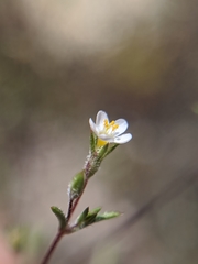 Leptosiphon pygmaeus