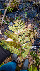 Dryopteris celsa