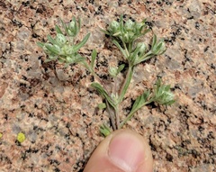 Stylocline gnaphaloides