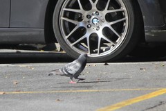 Columba livia domestica