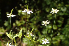 Meconella denticulata