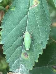 Draeculacephala minerva