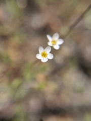 Leptosiphon pygmaeus