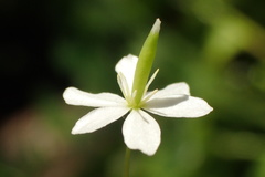 Meconella denticulata