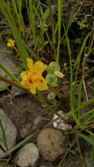 Erythranthe glaucescens