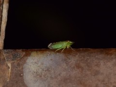 Xerophloea